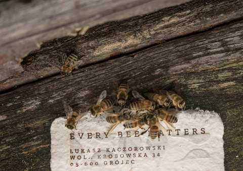 Bee Saving Paper Card.jpg