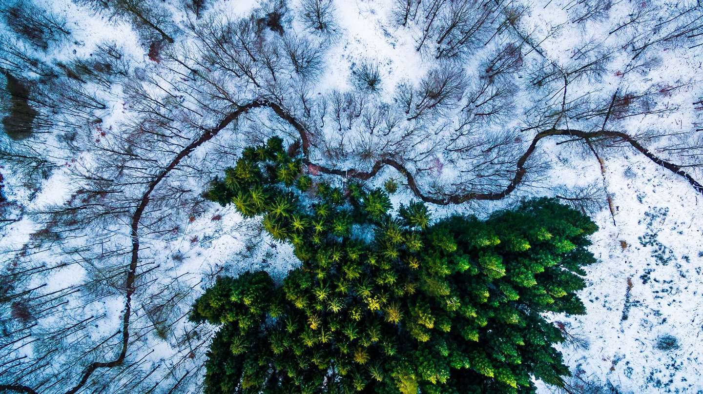 Trees_snow_river.jpg